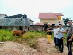 Sinergi Industri dan Tradisi, PT Mitra Samudra Kreasi Serahkan Hewan Kurban ke Sultanan Sambaliung Menjelang Iduladha